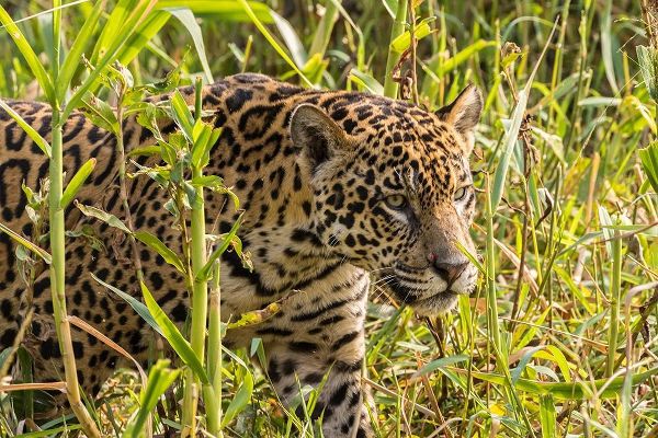 Brazil-Pantanal Close-up of jaguar